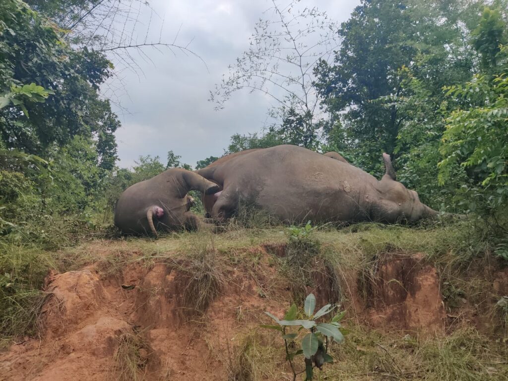 करेंट कि चपेट में आने से 3 हांथी कि मौत,वन विभाग में  मच गया हड़कंप