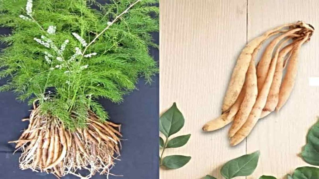 शतावरी : महिलाओं ही नहीं पुरुषों के लिए भी फायदेमंद है ये औषधि, आइये जाने इसे खाने का सही तरीका